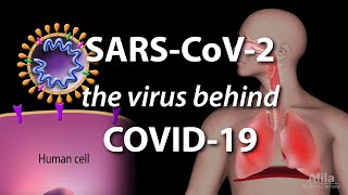 Understanding the Virus that Causes COVID19 Animation [upl. by Leicester820]