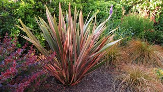 How to Prune a Phormium New Zealand Flax by The Gardening Tutor  Mary Frost [upl. by Gaile909]