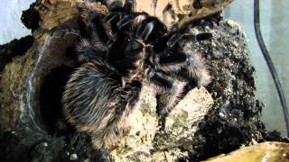 Brachypelma albopilosum Paarung mating [upl. by Kirre]