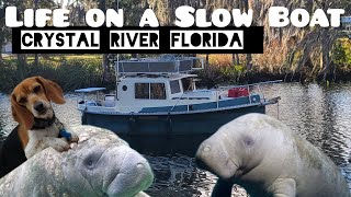 Dont Ride the Manatees  on the hook in Crystal River Florida [upl. by Ahsilam]