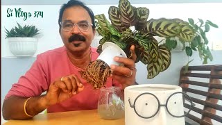 Water Calathea  വെറും വെള്ളത്തിൽ കലാത്തിയ വളർത്താം  How to grow calathea in water Indoor calathea [upl. by Adnamar742]