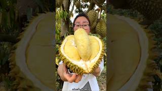 Amazing Durian Fruit Farming  World Smelliest Fruit shorts fruit youtubeshorts [upl. by Aisac271]