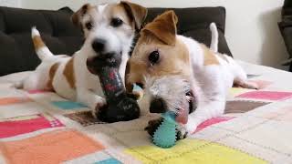 Squeaky toy dog toy Dogs chew on their squeaker toys Sofa dogs 😋 [upl. by Ubana]