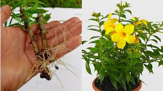 How to grow allamanda plant from cuttings  Allamanda Propagation [upl. by Ostap]