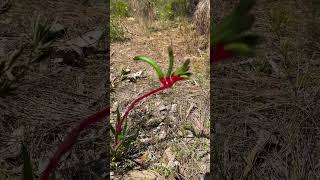 Kangaroo Paw [upl. by Revlis]