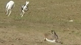 14 Galgos vs Liebres XIV  Greyhounds vs Hares XIV [upl. by Perkin449]