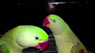 Parrot Natural Sounds  Parrot Talking parrotvideo [upl. by Oraneg]