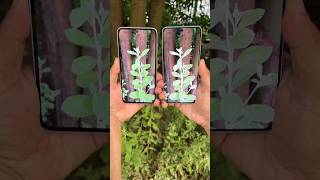 Samsung A35 5g vs Oneplus Nord 4 Camera test samsunga35 oneplusnord4 shorts [upl. by Had]