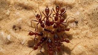 Ants Wait 2 Days to React to Their Dead – Here’s Why shorts [upl. by Ynnaffit]