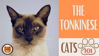 🐱 Cats 101 🐱 TONKINESE CAT  Top Cat Facts about the TONKINESE [upl. by Eulalie]