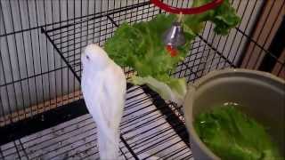 budgies chirping playing amp munching on kale [upl. by Rosalia]