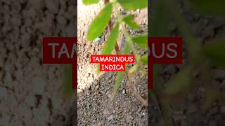 Bonsai guide for the Tamarind Bonsai tree Tamarindus indica [upl. by Dnomsad]