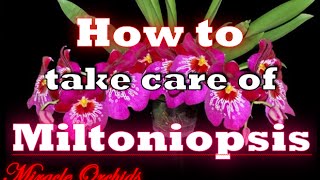 How to take care of miltoniopsis orchids  water fertilize rebloom potting medium amp more [upl. by Ahsaz]