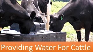 Providing Water For Cattle [upl. by Eveivaneg]