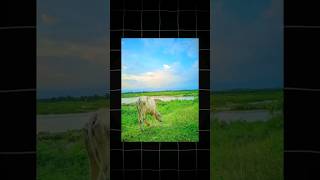 DSLR Jese Photo Phone Se shorts shortsfeed smartphone dslr TechAryanR [upl. by Milinda40]