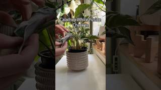 Calathea shorts plants propagation indoorplants garden houseplants calathea [upl. by Rodmun444]