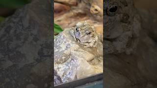 Potato the tree frog nature animals pets frog fyp shorts wildlife amphibians terrarium e [upl. by Helgeson]