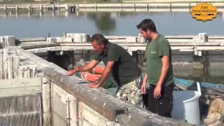 La Pesca nella Valle di Comacchio [upl. by Acinna]