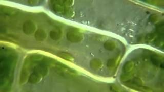 Chloroplasts in cell moving under the microscope Движение хлоропластов в клетке под микроскопом [upl. by Adiana]