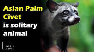 The Asian palm civet is a smaller species of civet found throughout the jungles of Asia [upl. by Christiane]