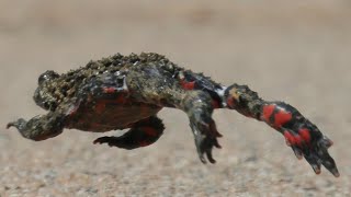 무당개구리 Oriental firebellied toad  Bombina orientalis [upl. by Ayhtin524]