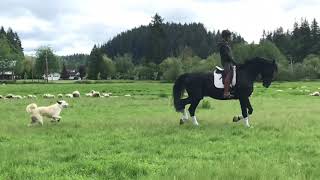 Theo in field [upl. by Arabel]