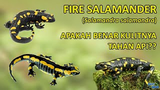 Fire Salamander Konon memiliki kulit yang tahan api benarkah begitu 🦎 firesalamander [upl. by Nhguavahs]