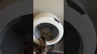 Litter Robot Over Torque Fault and Globe Position Fault [upl. by Jyoti]