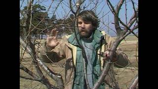 Pruning Fruit Trees [upl. by Barnes]