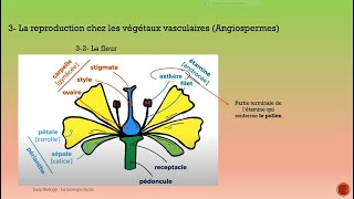 Biologie végétale S2 les cormophytesla reproduction chez les végétaux vasculaires [upl. by Ehsom469]