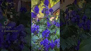 Aconitum fischeri also known as Fisher’s Monkshood is a flower of striking beauty and myst [upl. by Dick703]