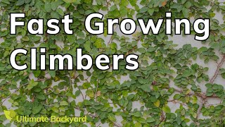 7 Fast Growing Climbing Plants for Australian Gardens [upl. by Prudy]