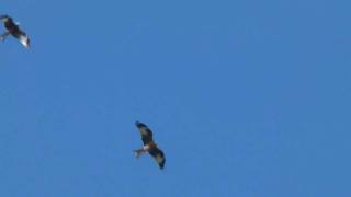 Red Kite migration at Falsterbo [upl. by Aremihc]