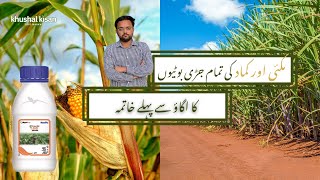 Pre emergence herbicide  Click kanzo Ag  sugarcane  Khushal Kisa Zari Markaz [upl. by Chev]