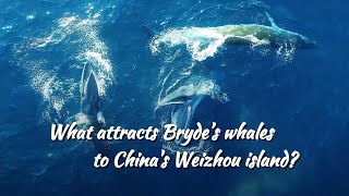 What attracts Brydes whales to Chinas Weizhou island [upl. by Erbas]