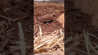 Cursorius temminckii  Temmincks courser [upl. by Eillam]