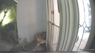 Coyotes terrorizing Southern California pets pet owners [upl. by Suiradel]