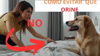 🦮 Cómo Evitar Que Mi Perro SE ORINE En TODAS PARTES Cómo Hacer Un REPELENTE PARA PERROS Casero [upl. by Nade]