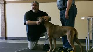 Seattle All Breed Dog Handling Workshop with Eric Salas [upl. by Akciret]