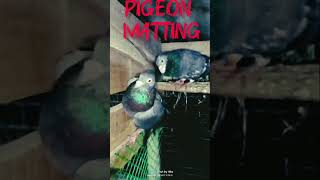 Pigeon 🐦 mating birds 1000subscriber village next viralvideo animals [upl. by Yrellam322]