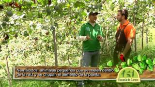 Escuela de campo Plagas y enfermedades en un cultivo de granadilla  15 de octubre [upl. by Day]