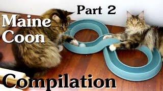 Maine Coon Compilation  Part 2 of Maine Coon Cats doing Maine Coon things [upl. by Nya]