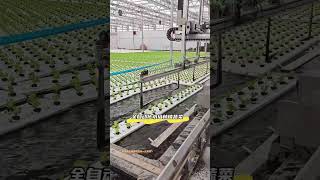 Earthless cultivation hydroponic vegetables Modern agriculture Planting New Farmers Plan for Fast [upl. by Mccormick790]