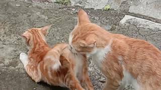 Kucing Kawin Mating Cat cats matingcats catslover pecintakucing kucing [upl. by Ileana]