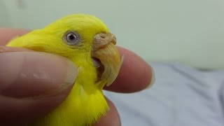 Trimming a Misaligned Beak on a Budgie [upl. by Eldrid]