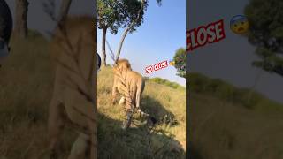 Lion roaring next to our vehicle 🚗 lion shorts [upl. by Yim]