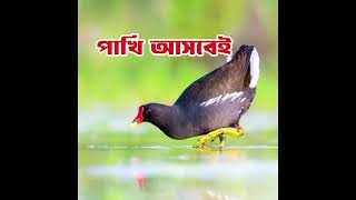 ডুংকোর পাখির ডাক  ডুংখোর পাখির স্পেশাল ডাক  Common Moorhen bird call Mp3 sound [upl. by Lirva474]