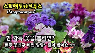 겨울철 실내 꽃식물 추천 스트렙토카르푸스 스카푸 Streptocarpus​ 원주 꽃친구 꽃방 방문 스카푸 키우는 이야기 들어 볼까요 [upl. by Nojid]