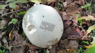 Puffball hunting Giant puffball Calvatia gigantea  Lycoperdon pyriforme  Lycoperdon perlatum [upl. by Oiramej655]