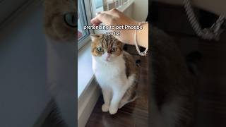 Pretending to pet my cat Phoebe p2 cat meowed catfunny catlover catvideos meow catmom [upl. by Kirrad301]